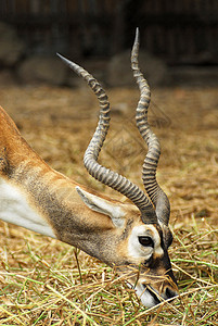 动物园中的非洲羚羊棕色荒野沙漠警报白色男性动物喇叭野生动物生态图片