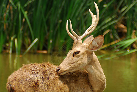 Siamese Eld的鹿鹿角驯鹿情调耳朵猎人公园哺乳动物国家眼睛环境图片
