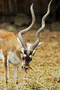 动物园中的非洲羚羊沙漠喇叭白色棕色哺乳动物生态食草动物眼睛警报图片