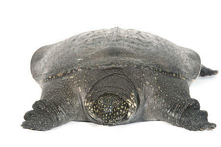 中国软壳龟在白色背景中被孤立脊椎动物乌龟耐力宠物野生动物有机食品蜥蜴人游泳者濒危甲壳图片