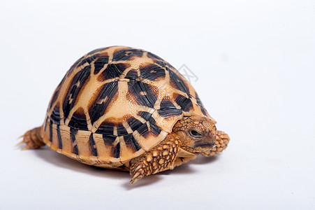 印度海龟星在白背上被孤立异国濒危眼睛白色情调宠物盔甲乌龟野生动物爬虫图片