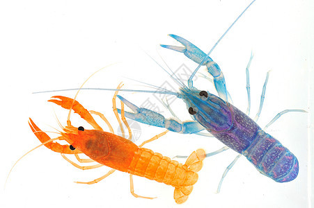 淡水龙虾动物野生动物甲壳海鲜海上生活活力摄影视角天线阴影图片