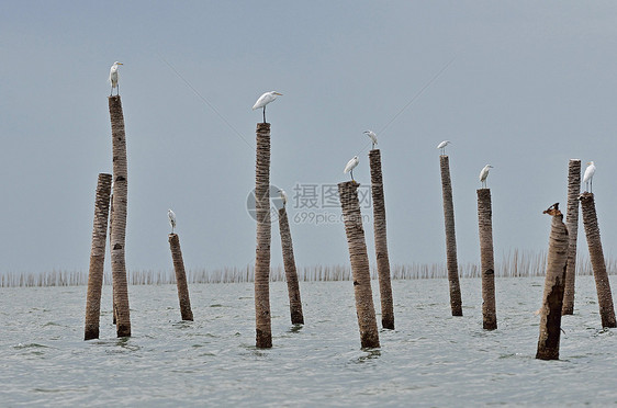 大埃格雷特河谷 泰国的内湾沼泽池塘河鸟环境水鸟苍蝇野生动物羽毛动物猎人图片