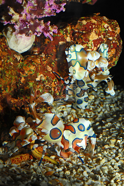 虾独奏橙子海洋生物紫色热带旅行珊瑚海星海洋动物图片