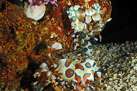 虾动物独奏橙子宏观潜水荒野旅行紫色热带海洋图片