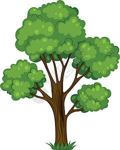 一棵高树森林木材杂草资源环境灌木丛树叶绿色日志树木图片
