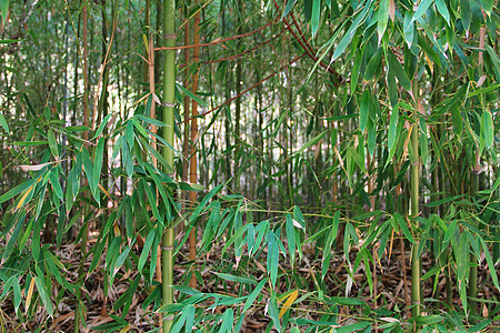 易经风水竹子边界热带植物丛林生长森林叶子风水生态花园背景