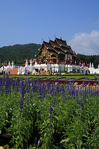 皇家馆 皇室花博览会 清迈 T旅行植物群植物奢华假期建筑历史旅游艺术反射图片