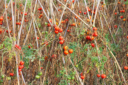 西红番茄收成食物生产衬套环境叶子幼苗养分生长农业图片
