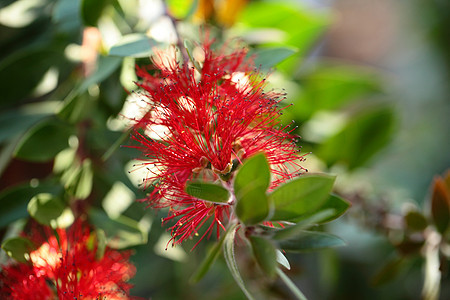 热带丛林中的红花图片