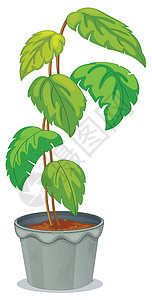 锅里绿色高的植物图片