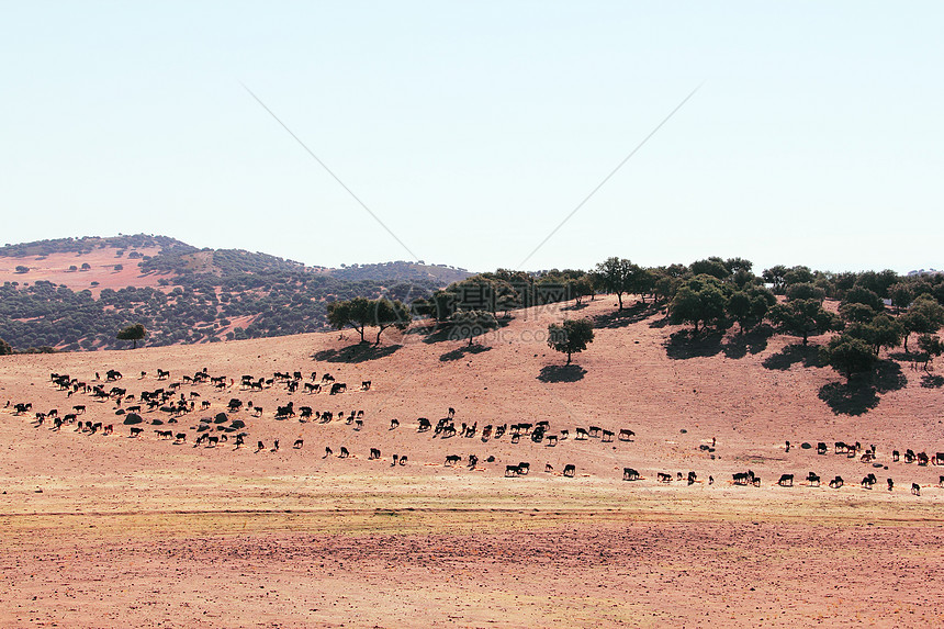西班牙的公牛农场动物牧场天空奶制品农村哺乳动物家畜草地国家土地图片