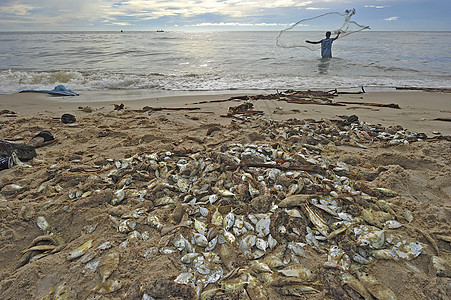 死在海滩上的鱼帮助死鱼生活渔夫钓鱼晴天居住石头蟑螂动物图片