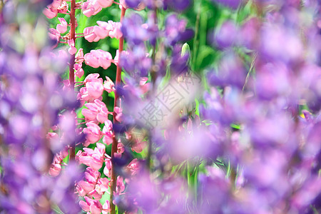 紧贴的露边花叶子绿色植物花园季节生长紫色植物群宏观花瓣图片