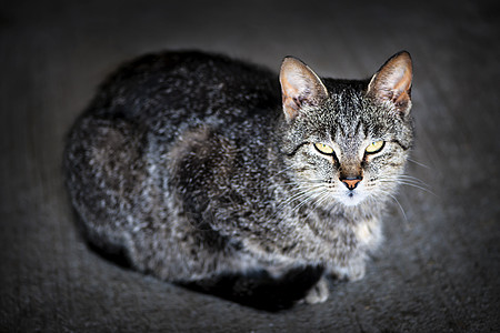 灰猫肖像胡须猫科动物小猫猫咪休息动物虎斑哺乳动物宠物灰色图片