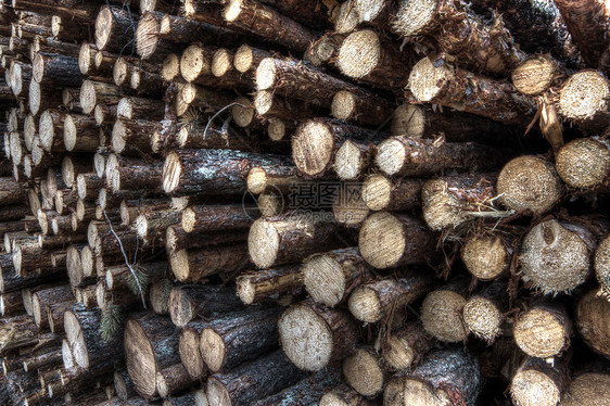 新鲜砍伐的树木原木资源营林木桩树桩天鹅燃料贮存破坏生态树干图片