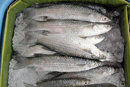泰国 泰国 在市场上捕到的新鲜鲜鱼荒野海鲜食物海洋图片