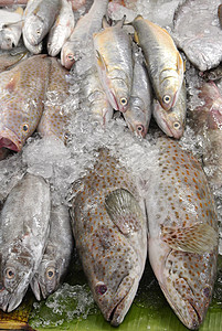 泰国 泰国 在市场上捕到的新鲜鲜鱼海鲜荒野食物海洋图片
