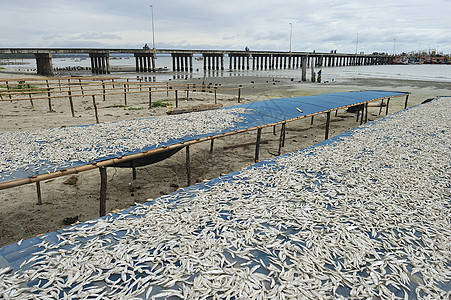 小鱼 太阳晒干市场美食黄色海鲜盐渍钓鱼食物团体宏观生产图片