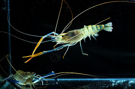 罐体中的老虎虾小吃饮食贝类营养海鲜午餐动物食物甲壳对虾图片