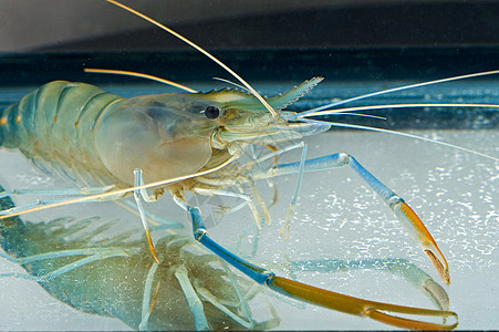 罐体中的老虎虾海鲜动物饮食贝类午餐美食食物甲壳小吃营养图片