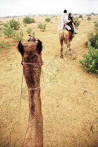 游客前往古老的沙漠中 进行摄像头旅行旅游古董运输假期游牧民族裙子动物天空骆驼单峰图片