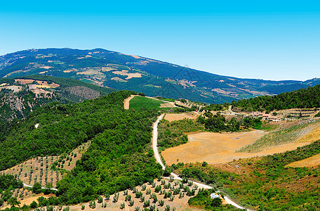 橄榄植物园种植园森林蓝色酒厂爬坡植物农家房子农业国家图片