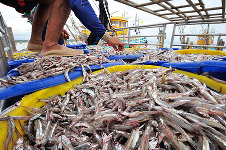 泰国海鲜市场上的新鲜鱼图片