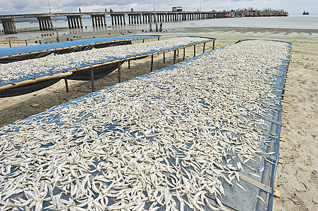 小鱼 太阳晒干黄色美食食物团体市场海鲜钓鱼盐渍宏观生产图片