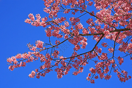 泰兰山上的樱花花 樱花花樱花植物天空蓝色季节农村花瓣寺庙场景房子图片