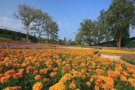 泰国清迈皇家植物博览会花园文化旅游假期建筑学反射旅行艺术寺庙植物群图片