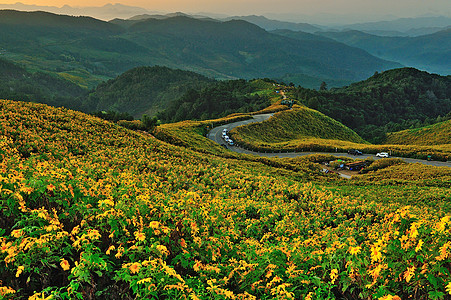 Tithonia墨西哥向日向向向向日葵旅行荒野天空儿子图片