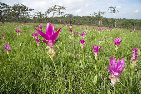 薄雾的清晨紫色花瓣美丽绳索情绪旅行植物群太阳文化生长图片