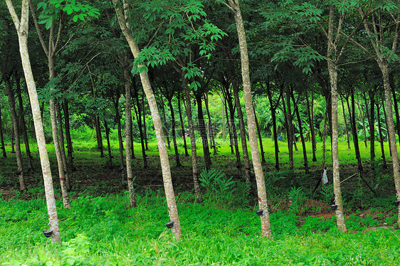 橡胶树收藏现金热带绿色橡皮植物群牛奶乳胶种植园木头图片