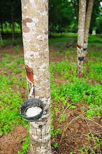 橡胶树牛奶热带现金种植园树液窃听乳胶植物群收藏风景图片