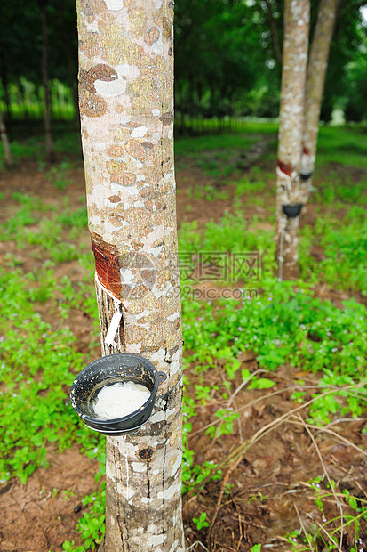 橡胶树牛奶热带现金种植园树液窃听乳胶植物群收藏风景图片