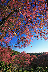 泰兰山上的樱花花 樱花花农村场景寺庙季节花瓣房子胡同植物天空木头图片