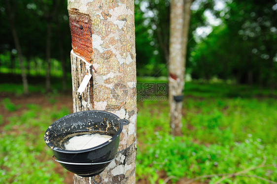 橡胶树橡皮绿色风景植物群种植园乳胶牛奶树液森林图片