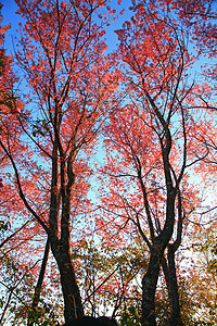泰兰山上的樱花花 樱花花寺庙场景木头农村花瓣天空房子植物季节蓝色图片