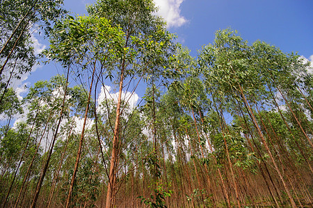 泰国的Eucalyptus森林 纸业花板风景场地植被叶子树干草地植物工厂花园场景图片