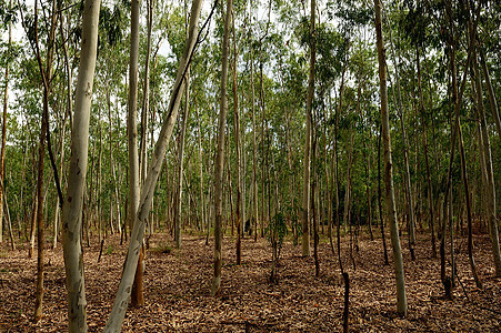 用于造纸工业的Eucalyptus树种植生活日志环境木头旅行场景团体树干工厂公园图片