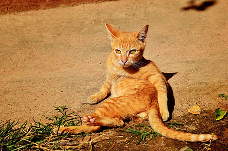 日晒叶子动物小猫草地婴儿猫科猫咪宠物蓝色晶须图片