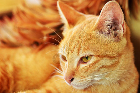小可爱小猫宠物蓝色橙子猫咪猫科婴儿毛皮动物哺乳动物眼睛图片