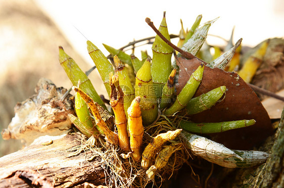 美丽的野兰花叶子植物植物园植物群绿色植物学异果石斛彩色森林图片