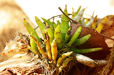 美丽的野兰花异果绿色石斛荒野植物叶子热带野生动物植物群彩色图片