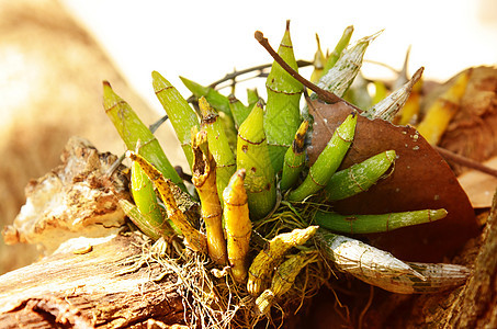 美丽的野兰花异果绿色石斛荒野植物叶子热带野生动物植物群彩色图片