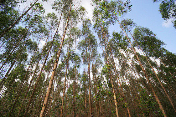 泰国的Eucalyptus森林 纸业花板植被生长工厂树干场地小路草地木头风景环境图片