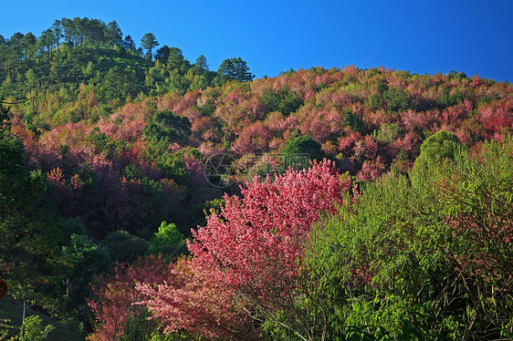 泰兰山上的樱花花 樱花花场景季节胡同蓝色天空寺庙植物花瓣房子木头图片