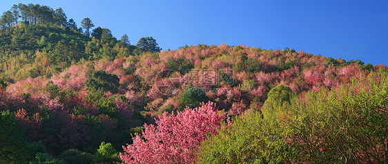 泰兰山上的樱花花 樱花花花瓣房子场景寺庙蓝色天空胡同农村木头季节图片