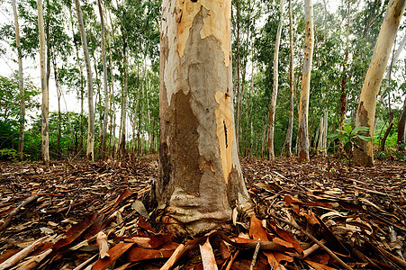 用于造纸工业的Eucalyptus树种植生活公园环境植物林地叶子木头团体日志森林图片